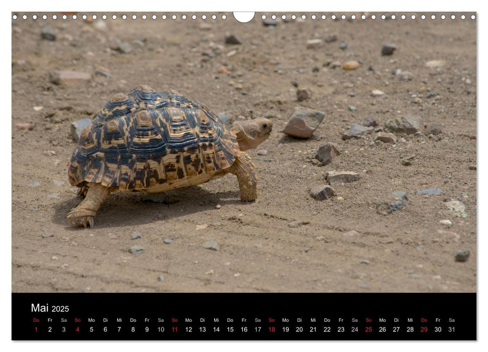 Krüger Nationalpark - Kalender 2025 (CALVENDO Wandkalender 2025)