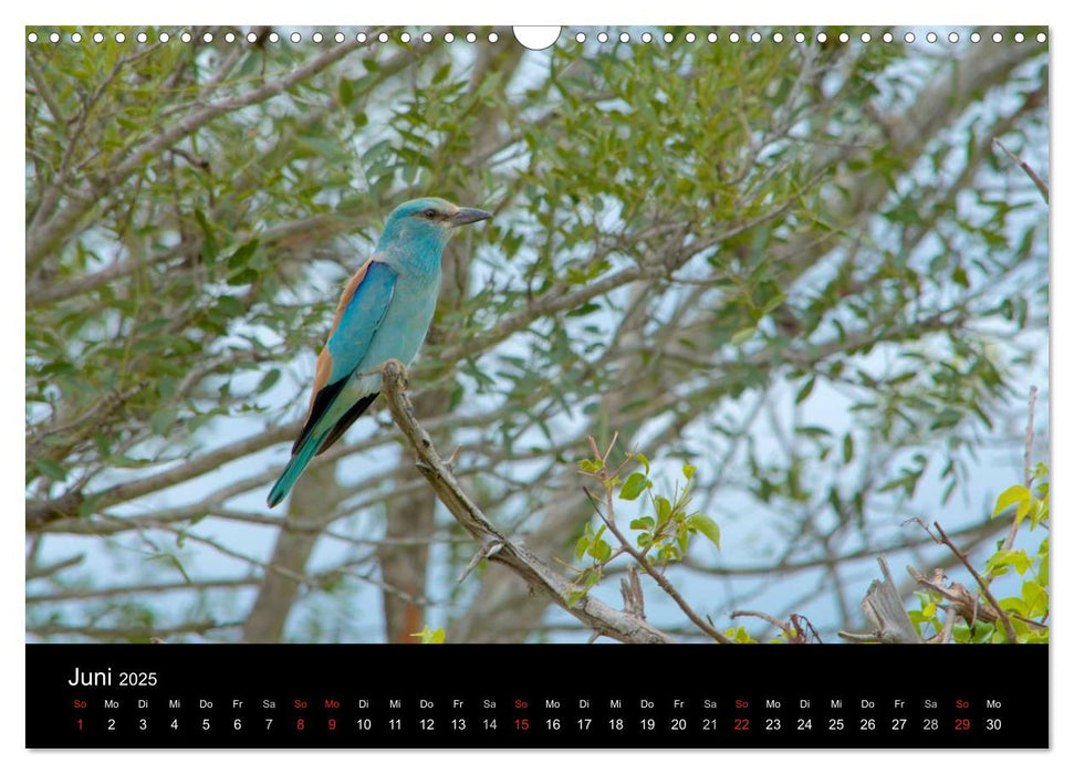 Krüger Nationalpark - Kalender 2025 (CALVENDO Wandkalender 2025)