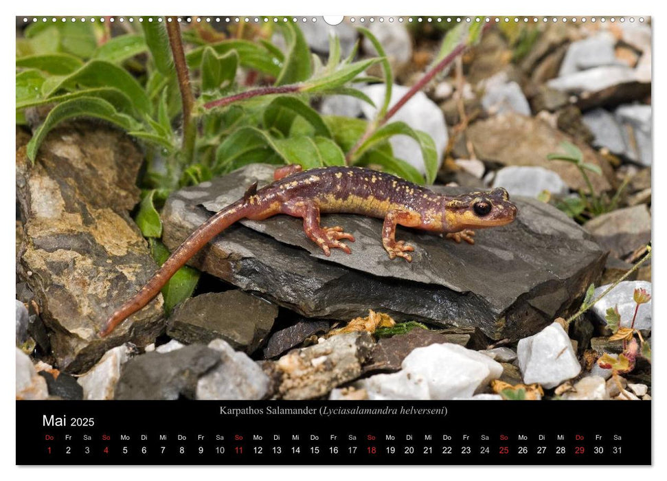 Salamander und Molche (CALVENDO Premium Wandkalender 2025)