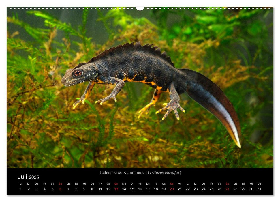 Salamander und Molche (CALVENDO Premium Wandkalender 2025)