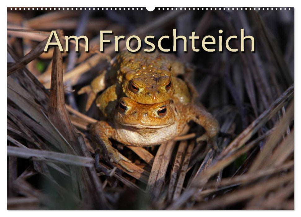 Am Froschteich (CALVENDO Wandkalender 2025)