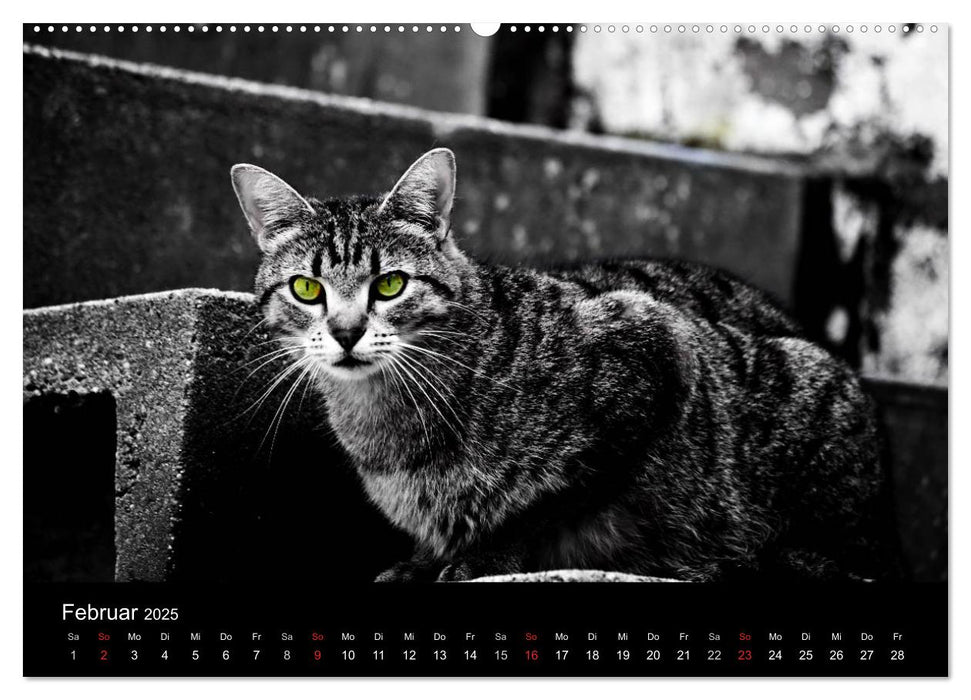 Farbtupfer (CALVENDO Premium Wandkalender 2025)