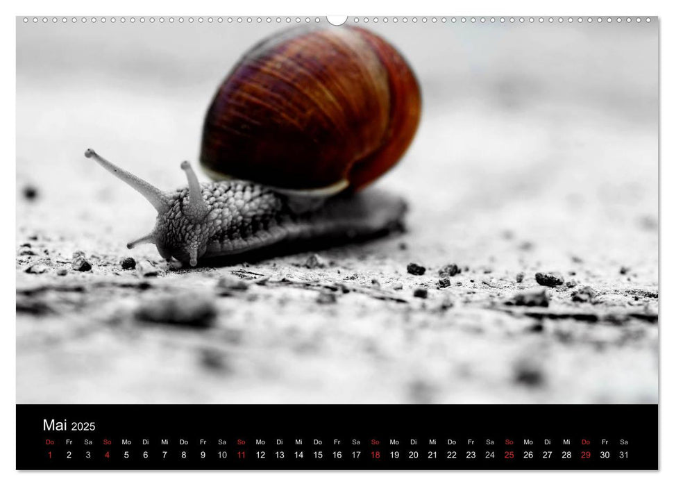 Farbtupfer (CALVENDO Premium Wandkalender 2025)