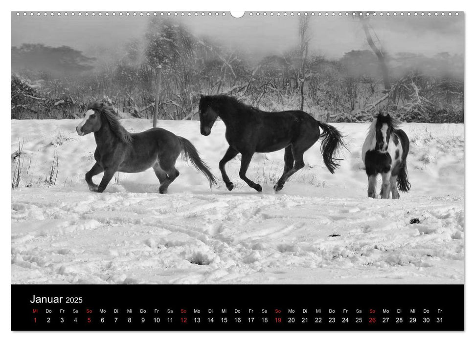 Pferde 2025 Wild Thing (CALVENDO Wandkalender 2025)
