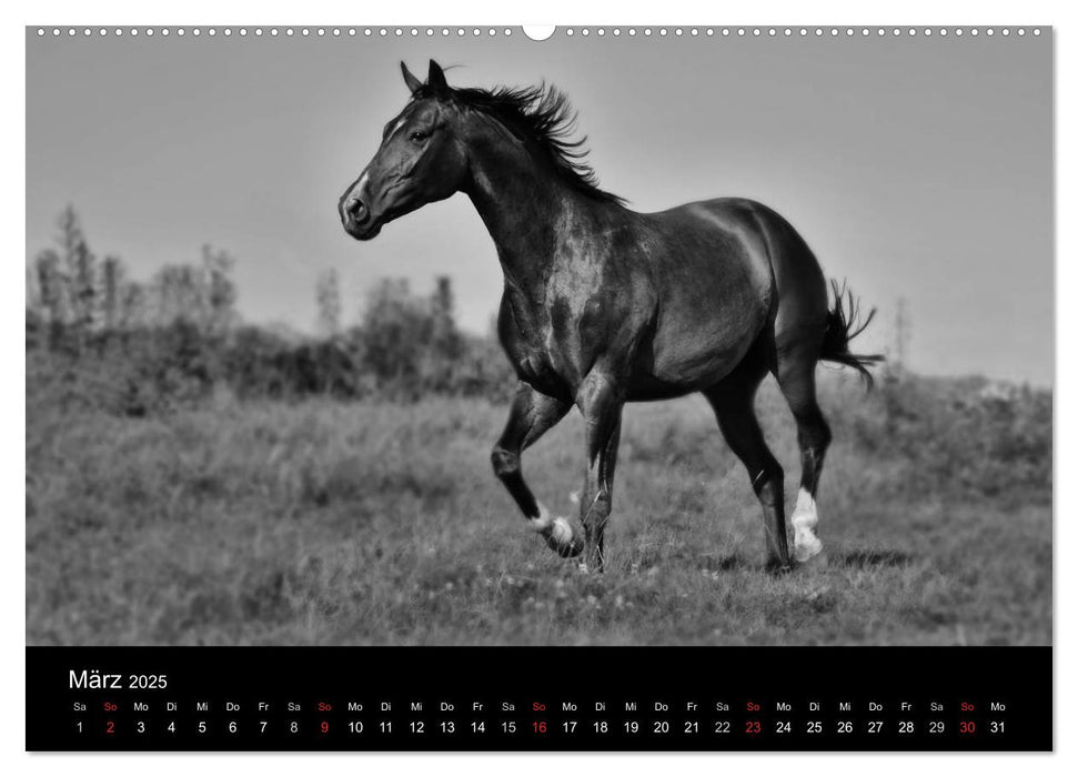 Pferde 2025 Wild Thing (CALVENDO Wandkalender 2025)