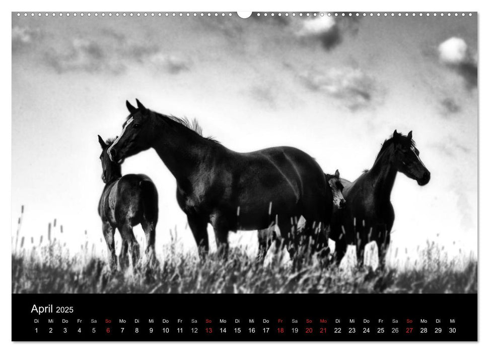 Pferde 2025 Wild Thing (CALVENDO Wandkalender 2025)