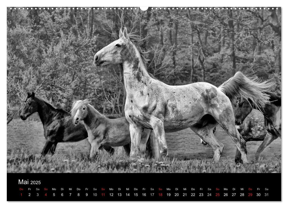 Pferde 2025 Wild Thing (CALVENDO Wandkalender 2025)