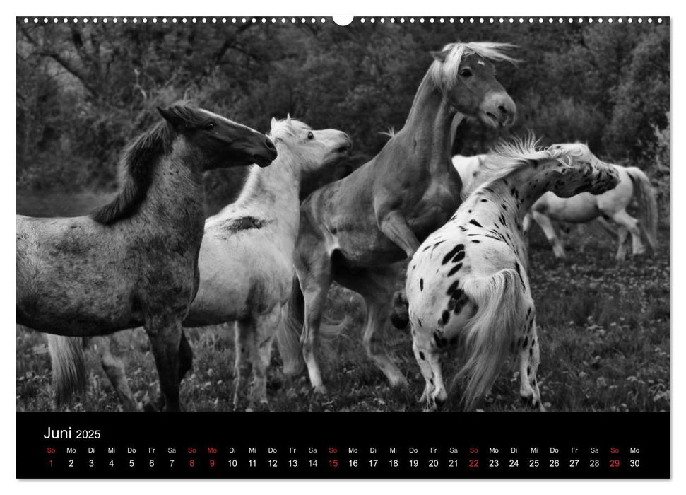 Pferde 2025 Wild Thing (CALVENDO Wandkalender 2025)