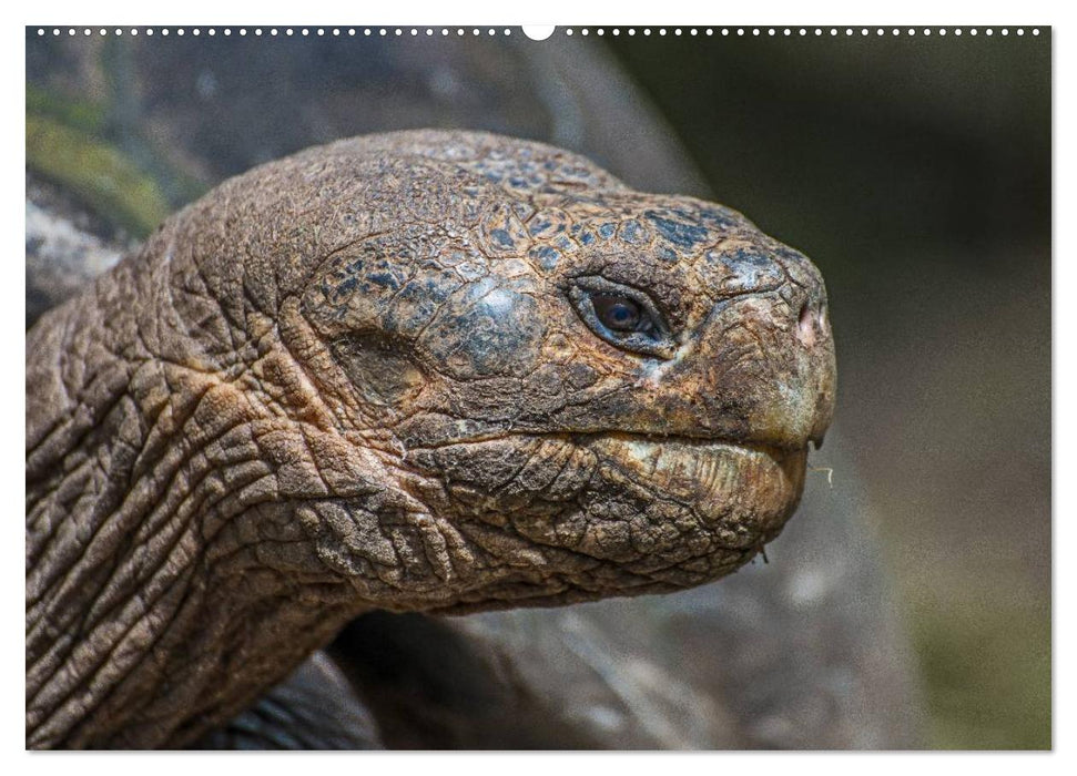 Galapagos (CALVENDO Wandkalender 2025)