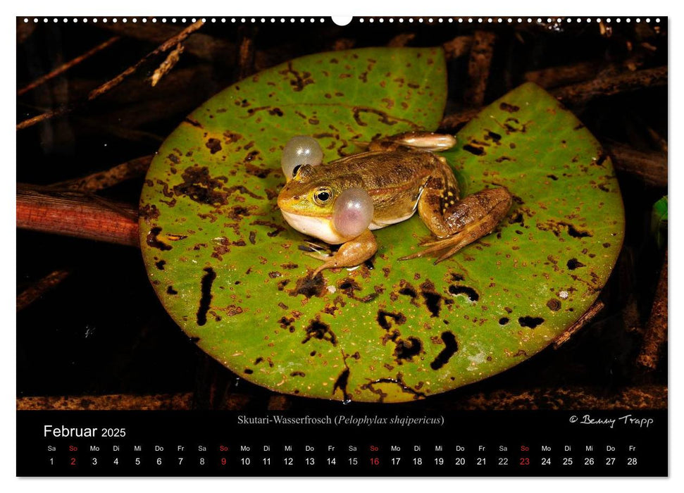 Frösche (CALVENDO Premium Wandkalender 2025)