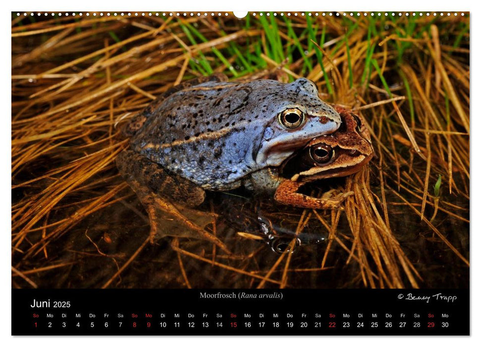 Frösche (CALVENDO Premium Wandkalender 2025)