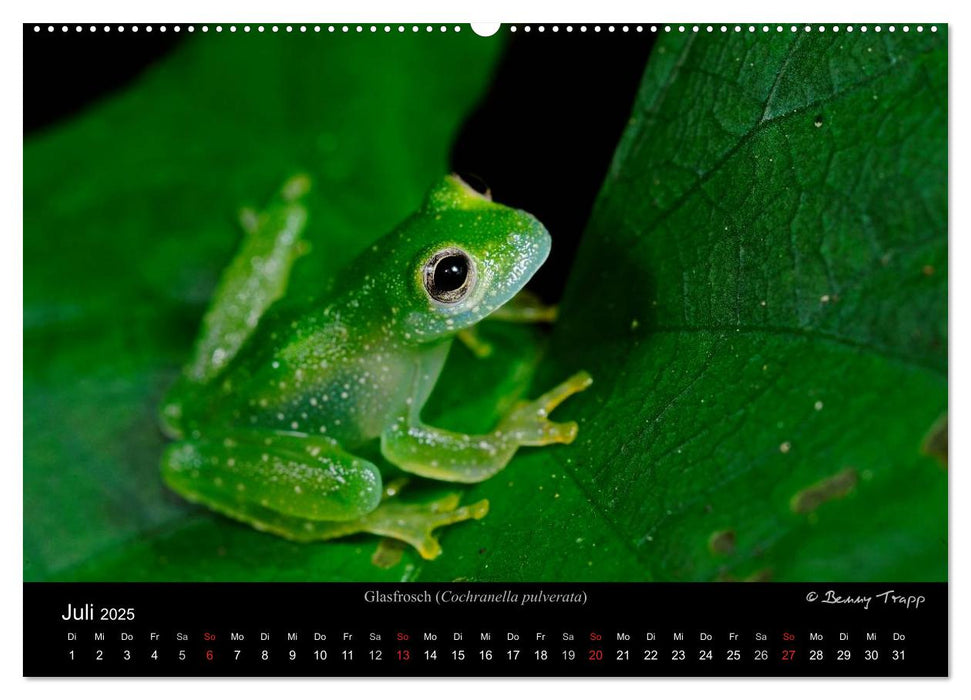 Frösche (CALVENDO Premium Wandkalender 2025)