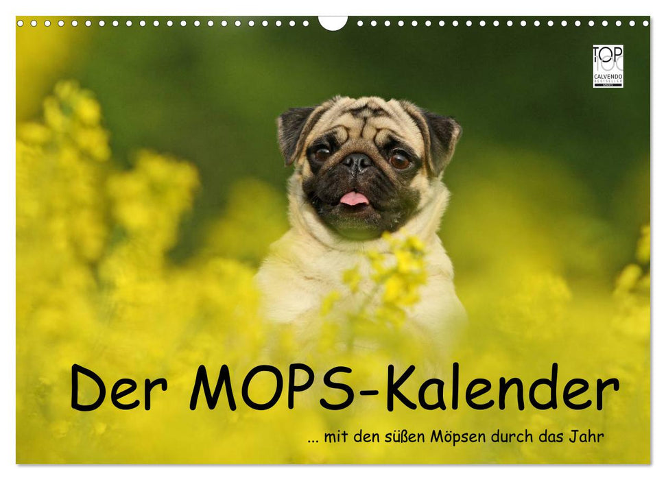 Der MOPS-Kalender (CALVENDO Wandkalender 2025)