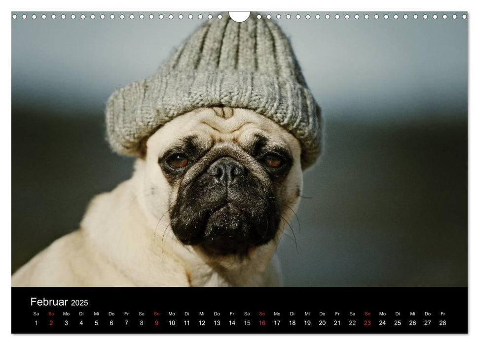 Der MOPS-Kalender (CALVENDO Wandkalender 2025)