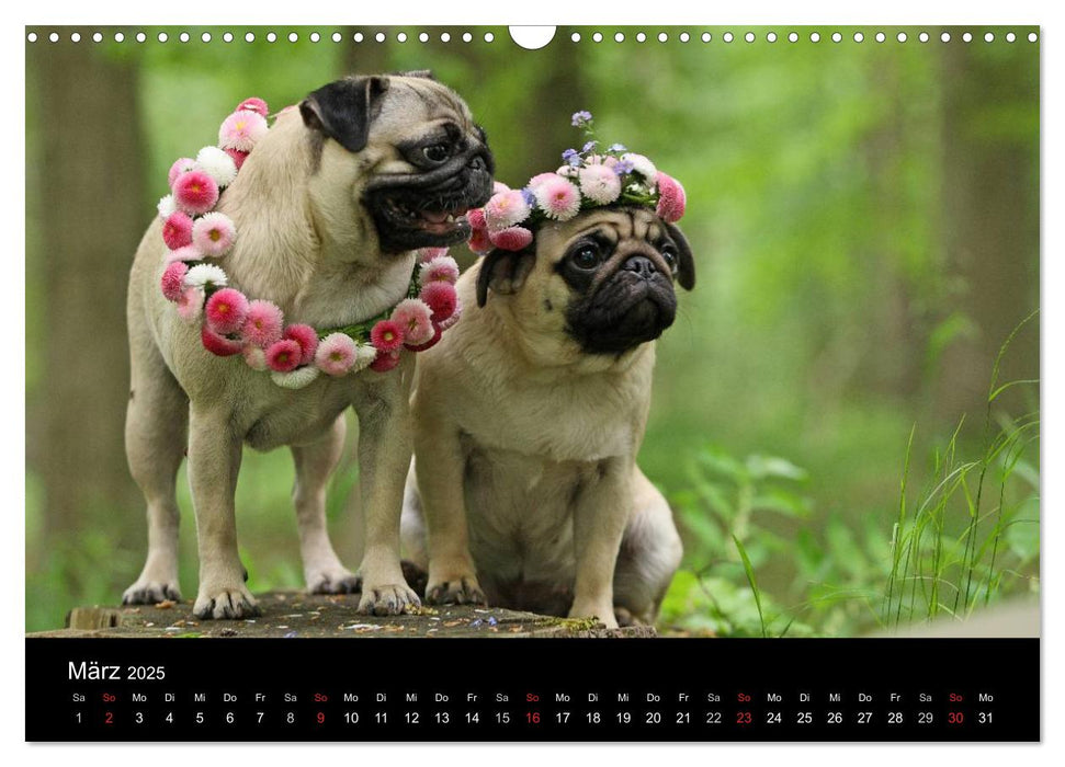 Der MOPS-Kalender (CALVENDO Wandkalender 2025)