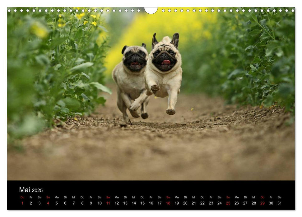 Der MOPS-Kalender (CALVENDO Wandkalender 2025)