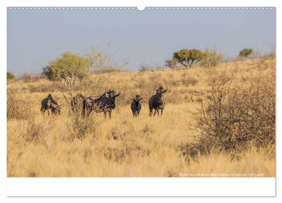 Wunderschönes Namibia (CALVENDO Premium Wandkalender 2025)