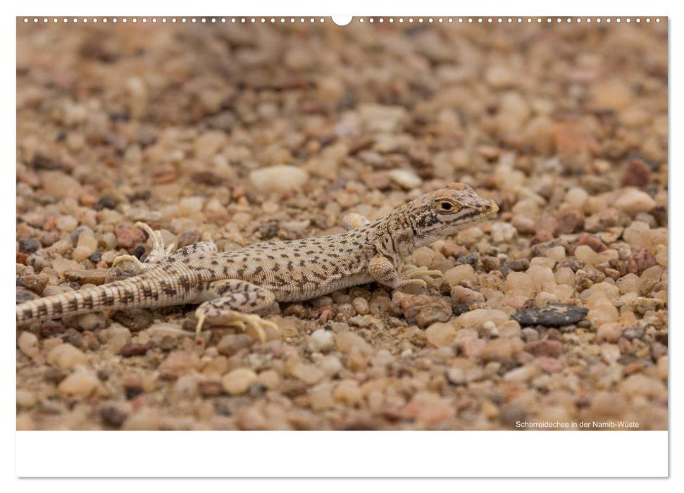 Wunderschönes Namibia (CALVENDO Premium Wandkalender 2025)