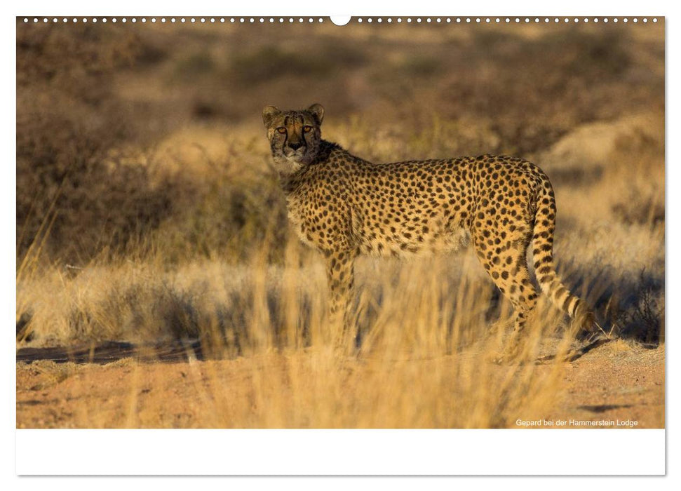 Wunderschönes Namibia (CALVENDO Premium Wandkalender 2025)