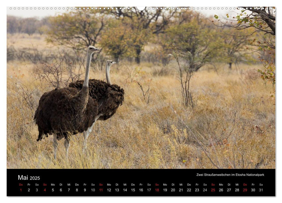 Wunderschönes Namibia (CALVENDO Premium Wandkalender 2025)