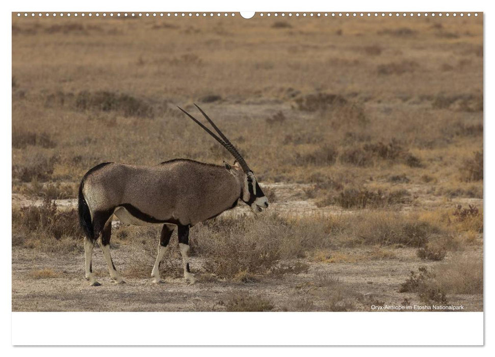 Wunderschönes Namibia (CALVENDO Premium Wandkalender 2025)