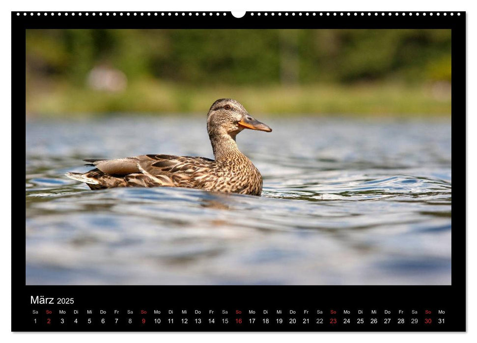 Natur erleben... (CALVENDO Wandkalender 2025)