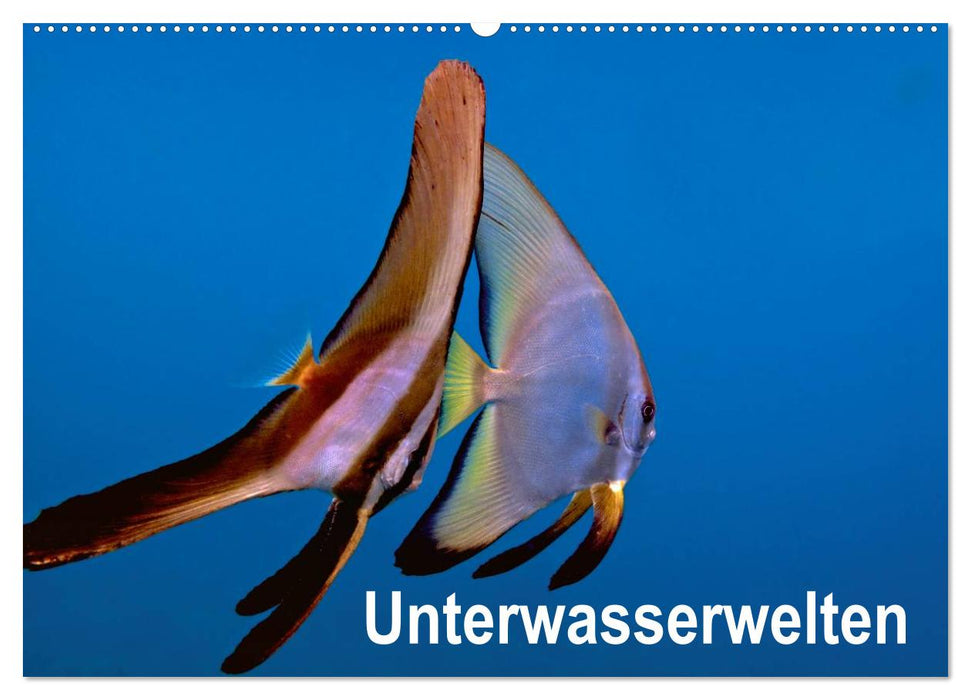 Unterwasserwelten (CALVENDO Wandkalender 2025)