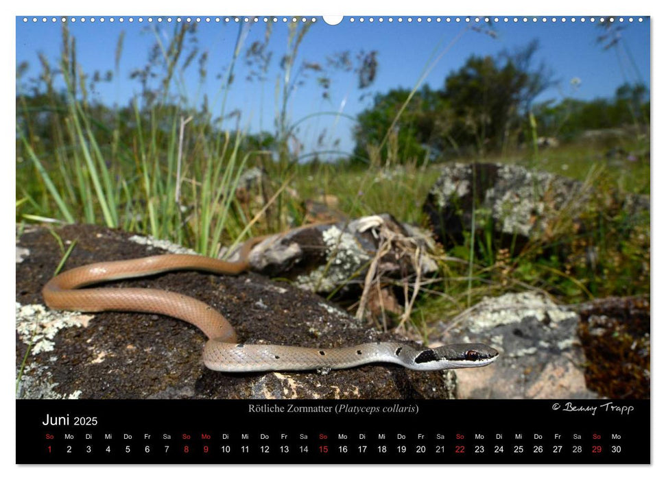 Schlangen (CALVENDO Premium Wandkalender 2025)