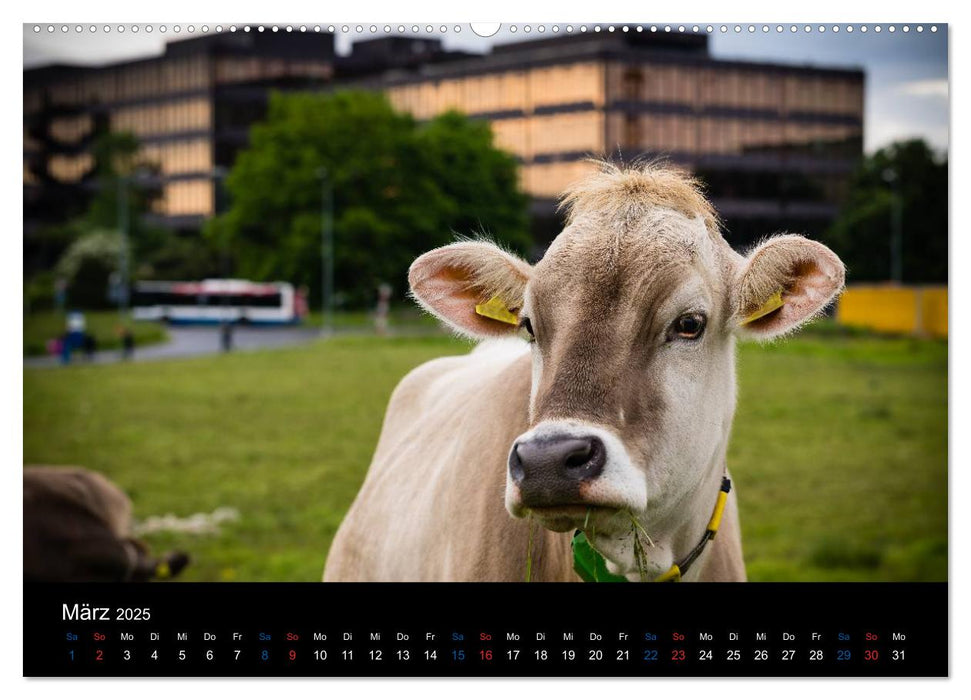 ZÜRICH - Little Big City (CALVENDO Wandkalender 2025)