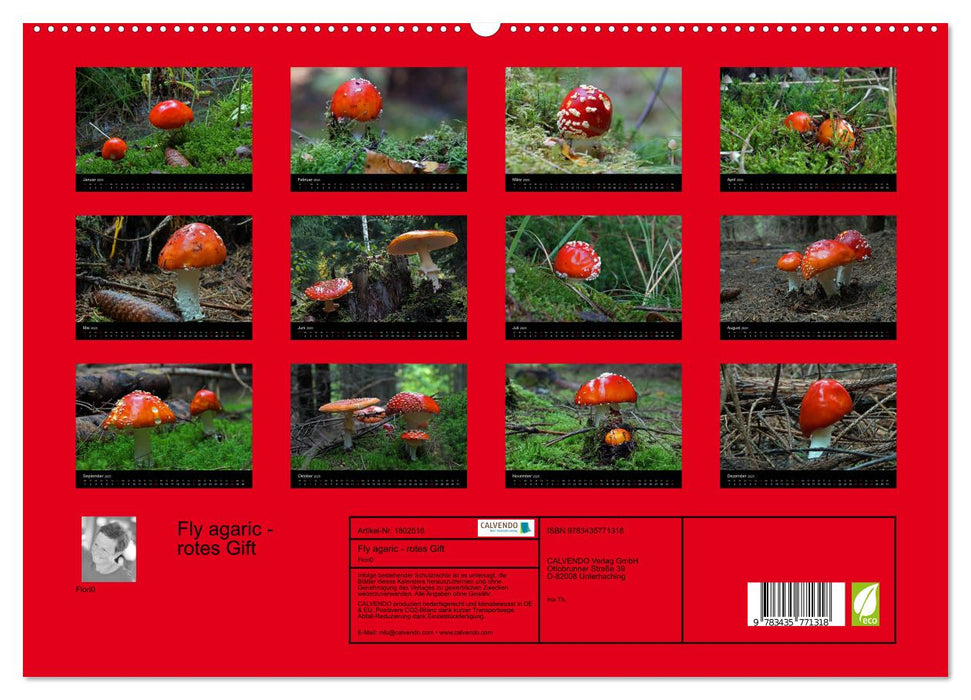 Fly agaric - rotes Gift (CALVENDO Premium Wandkalender 2025)