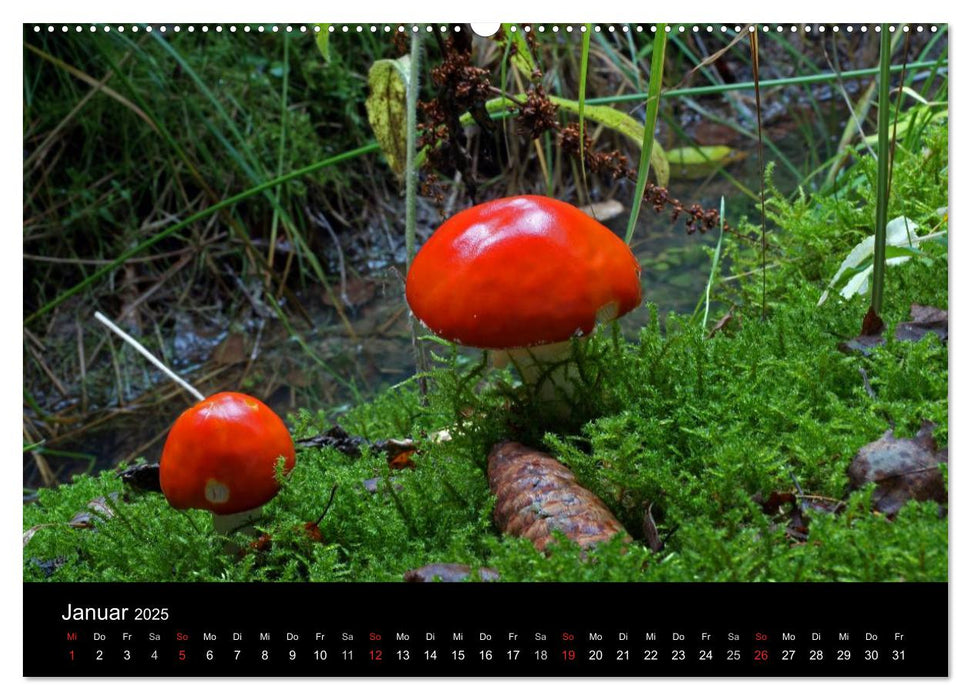 Fly agaric - rotes Gift (CALVENDO Premium Wandkalender 2025)