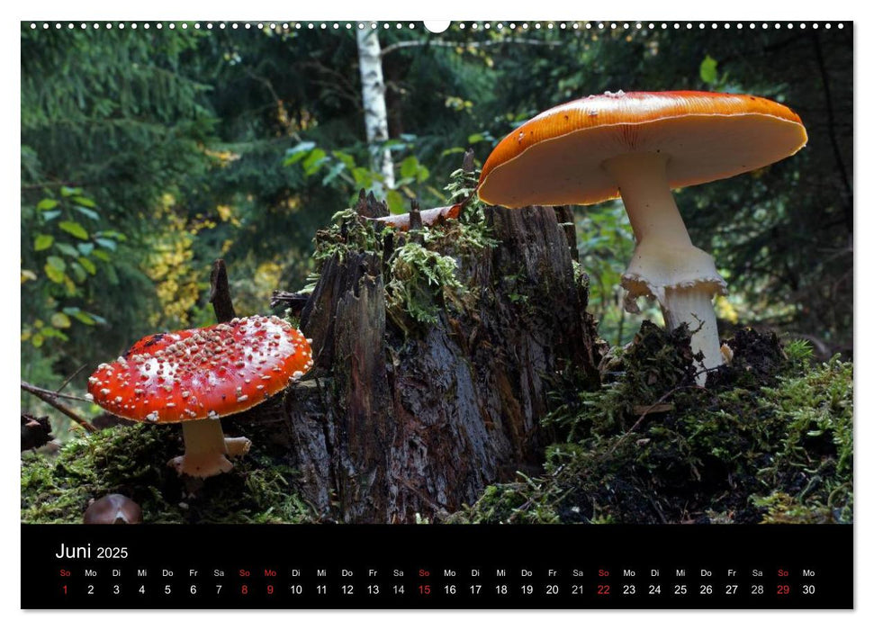 Fly agaric - rotes Gift (CALVENDO Premium Wandkalender 2025)