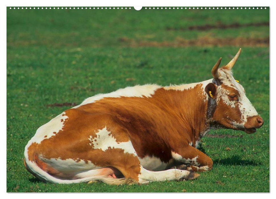 Rinder auf dem Lande (CALVENDO Premium Wandkalender 2025)