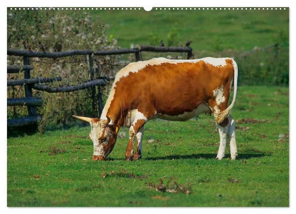 Rinder auf dem Lande (CALVENDO Premium Wandkalender 2025)