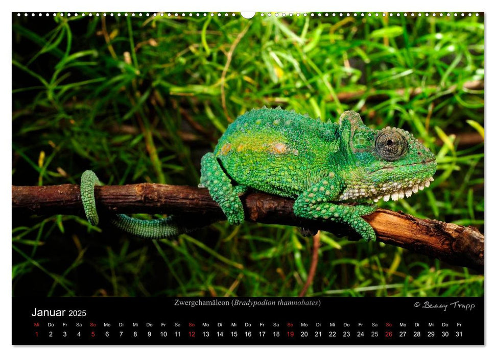 REPTILIEN (CALVENDO Premium Wandkalender 2025)