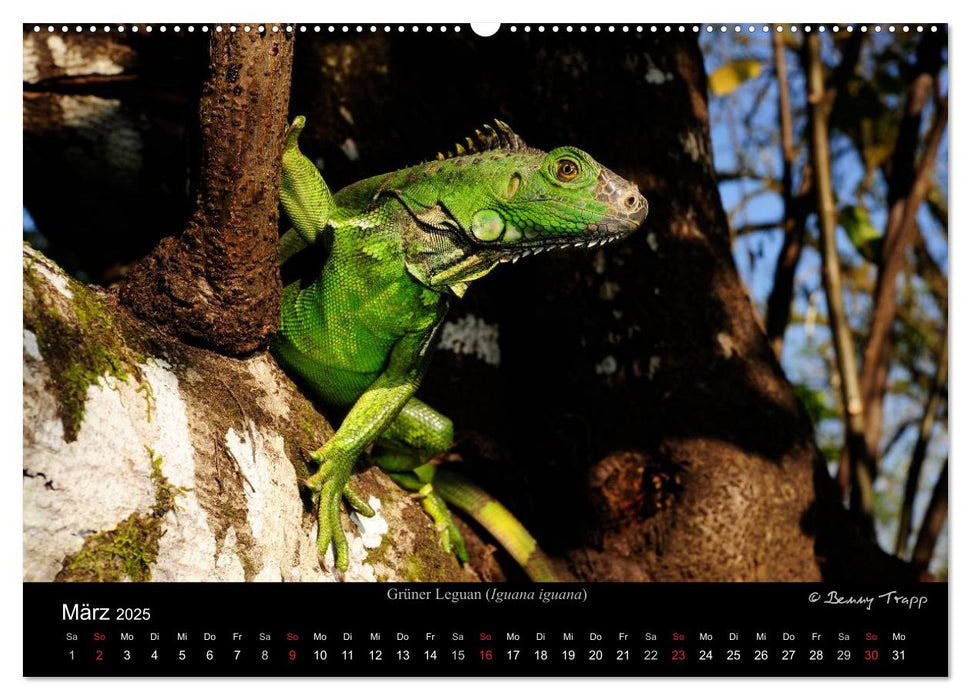 REPTILIEN (CALVENDO Premium Wandkalender 2025)