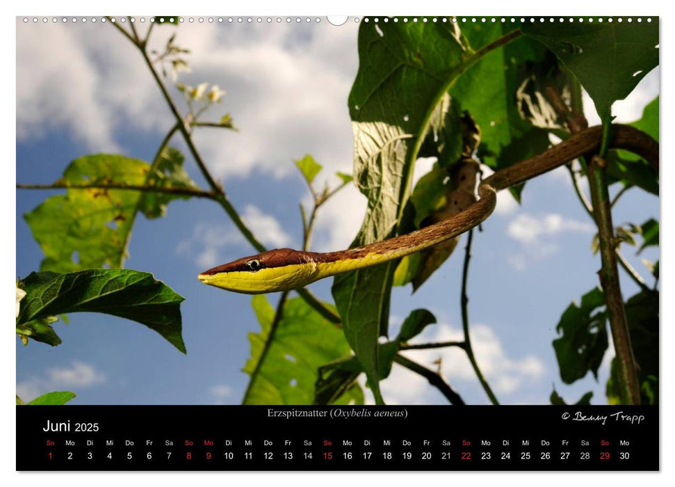 REPTILIEN (CALVENDO Premium Wandkalender 2025)