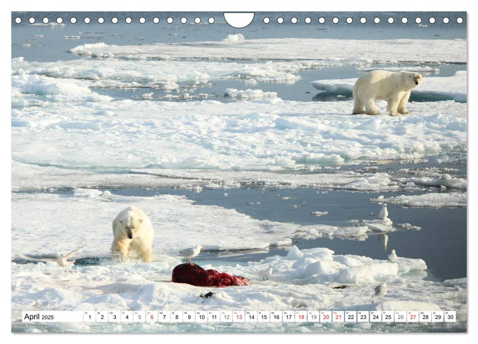 Eisbären - Könige der Arktis (CALVENDO Wandkalender 2025)