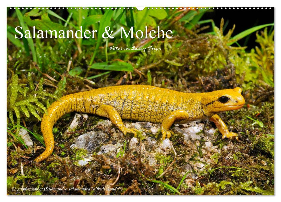 Salamander und Molche (CALVENDO Wandkalender 2025)