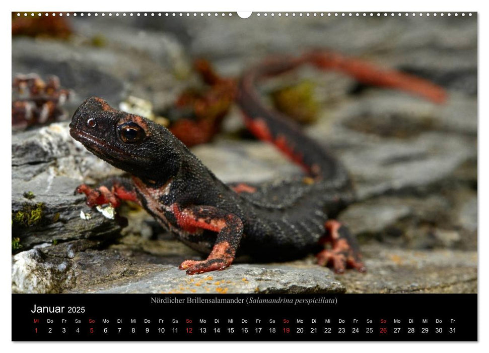 Salamander und Molche (CALVENDO Wandkalender 2025)