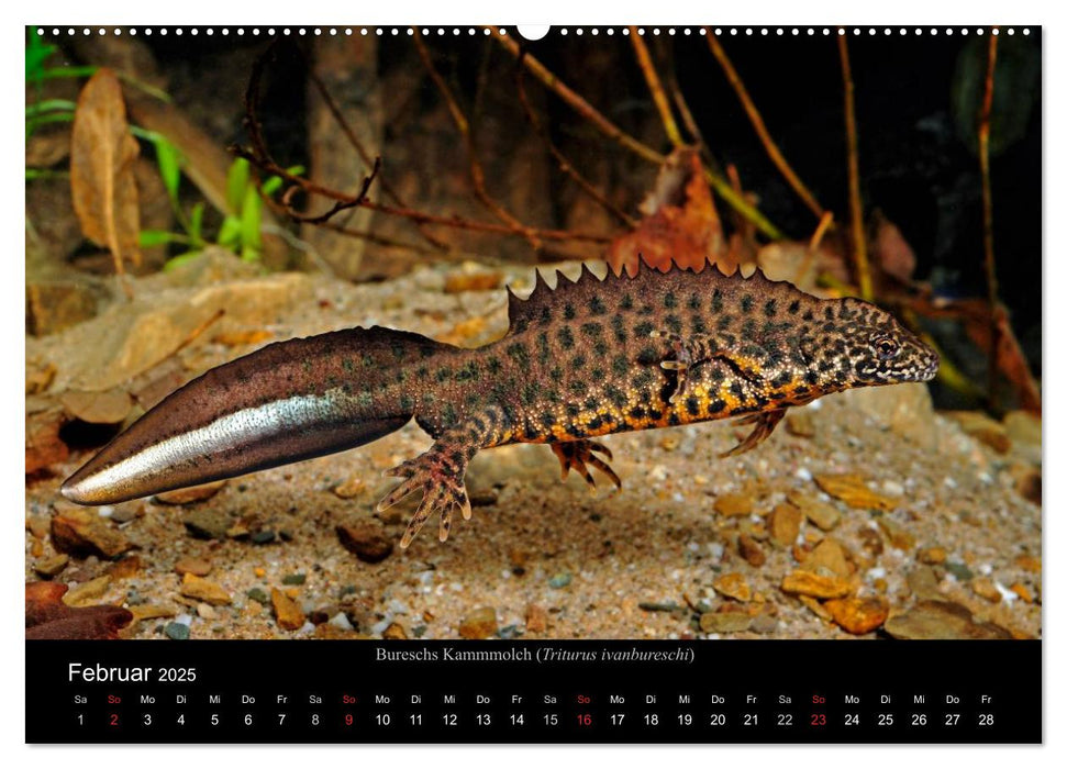 Salamander und Molche (CALVENDO Wandkalender 2025)