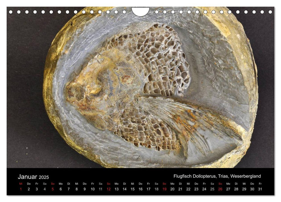 Fossilien - Zeugen der Urzeit (CALVENDO Wandkalender 2025)