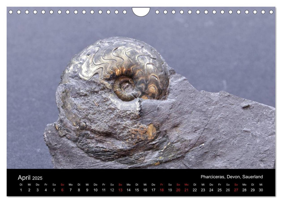 Fossilien - Zeugen der Urzeit (CALVENDO Wandkalender 2025)