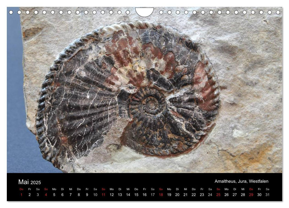 Fossilien - Zeugen der Urzeit (CALVENDO Wandkalender 2025)