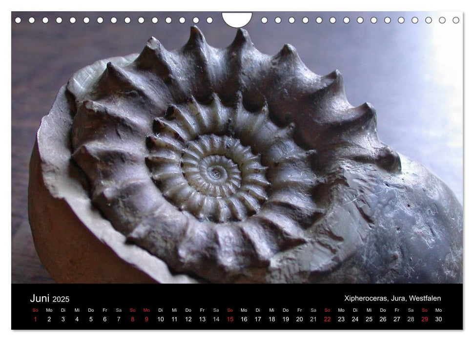 Fossilien - Zeugen der Urzeit (CALVENDO Wandkalender 2025)