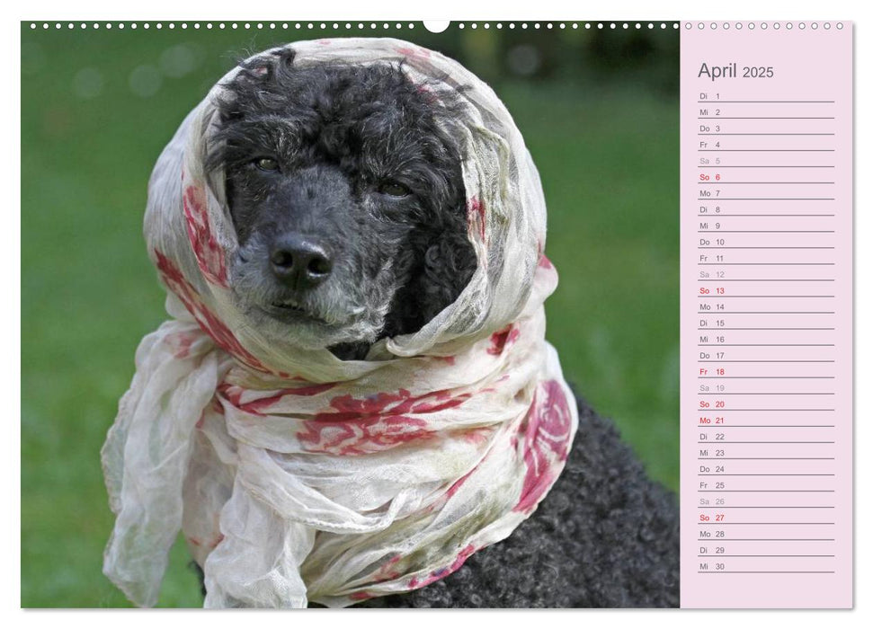 Pudel en vogue - Terminplaner (CALVENDO Premium Wandkalender 2025)