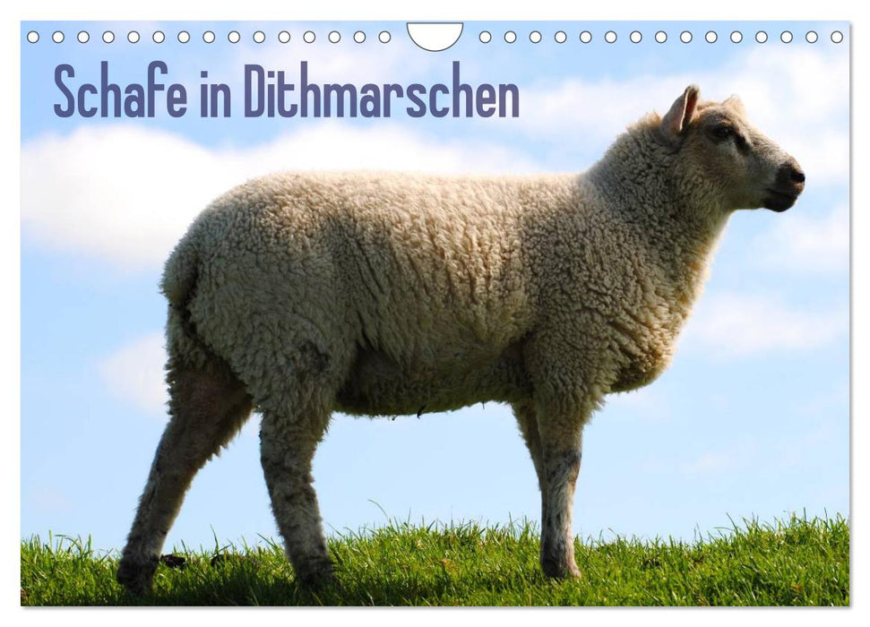 Schafe in Dithmarschen (CALVENDO Wandkalender 2025)