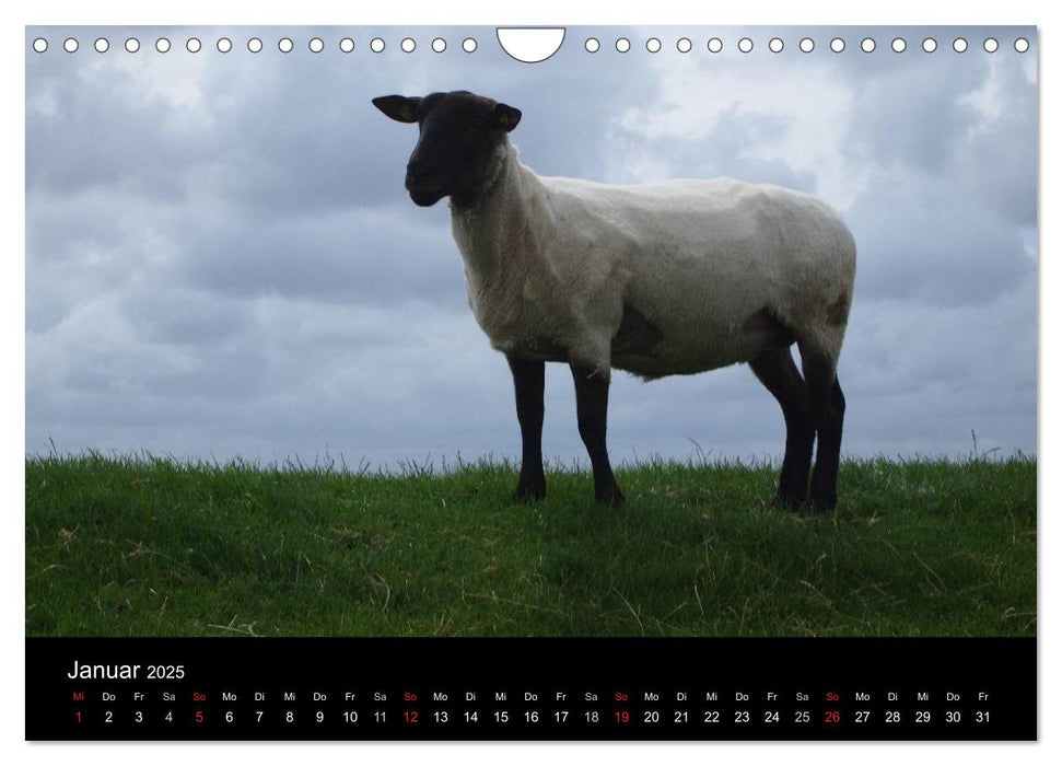 Schafe in Dithmarschen (CALVENDO Wandkalender 2025)