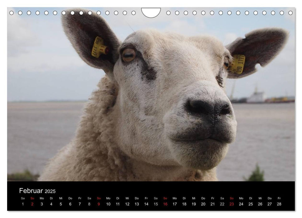 Schafe in Dithmarschen (CALVENDO Wandkalender 2025)