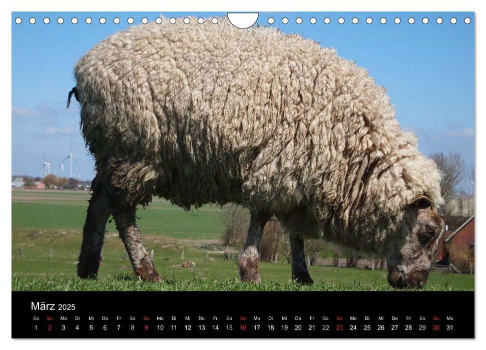 Schafe in Dithmarschen (CALVENDO Wandkalender 2025)